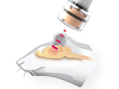 Miniature rTMS coil for rodents